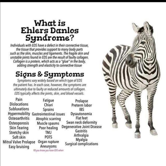 Scarlet (EHLERS-DANLOS &GRAVES.) I AM ZEBRA STRONG - Picture 2 of 7